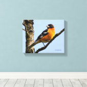 Schönes Schwarz-Headed Grosbeak in einem Baum Leinwanddruck (Insitu (Holzboden))