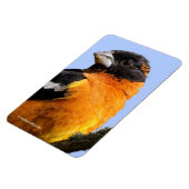 Schönes Schwarz-Headed Grosbeak in einem Baum Magnet (Linke Seite)