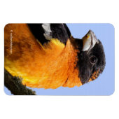 Schönes Schwarz-Headed Grosbeak in einem Baum Magnet (Horizontal)