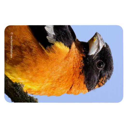 Schönes Schwarz-Headed Grosbeak in einem Baum Magnet (Horizontal)