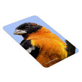 Schönes Schwarz-Headed Grosbeak in einem Baum Magnet (Rechte Seite)