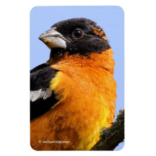 Schönes Schwarz-Headed Grosbeak in einem Baum Magnet