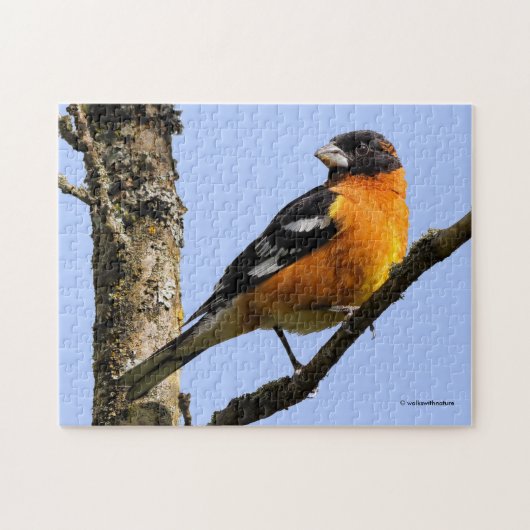 Schönes Schwarz-Headed Grosbeak in einem Baum Puzzle (Horizontal)