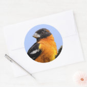 Schönes Schwarz-Headed Grosbeak in einem Baum Runder Aufkleber (Umschlag)