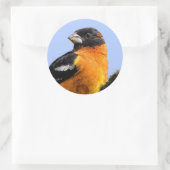Schönes Schwarz-Headed Grosbeak in einem Baum Runder Aufkleber (Tasche)