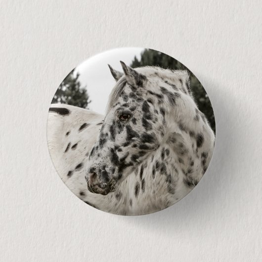 Schönes Schwarz-Weiß Appaloosa Pferd Button (Vorderseite)