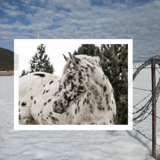 Schönes Schwarz-Weiß Appaloosa Pferd Postkarte