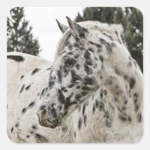 Schönes Schwarz-Weiß Appaloosa Pferd Quadratischer Aufkleber