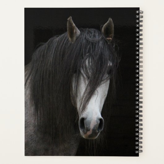 Schönes Schwarz-Weiß-Pferd Planer (Rückseite)