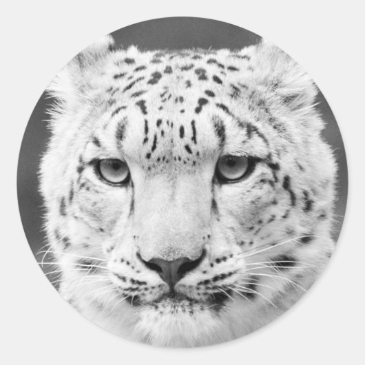 Schönes Schwarz-Weiß-Portrait mit Schnee Leopard Runder Aufkleber (Vorderseite)