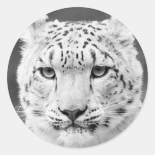 Schönes Schwarz-Weiß-Portrait mit Schnee Leopard Runder Aufkleber