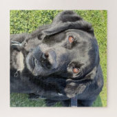 Schönes schwarzes Labor Puzzle (Horizontal)