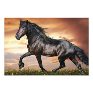 Schönes Schwarzes Pferd Fotodruck