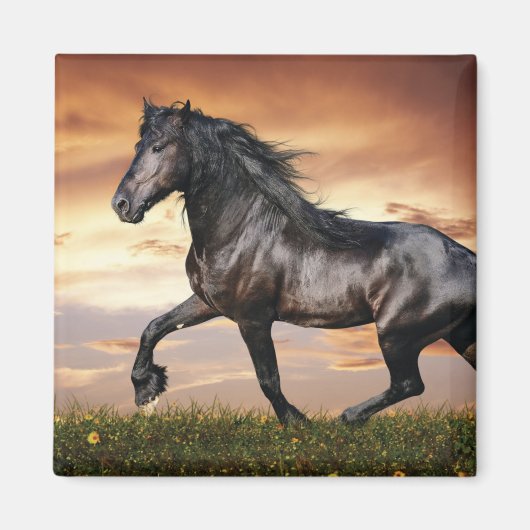 Schönes Schwarzes Pferd Magnet (Vorne)