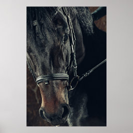 Schönes Schwarzes Pferd Poster