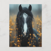 Schönes Schwarzes Pferd Postkarte (Vorderseite)