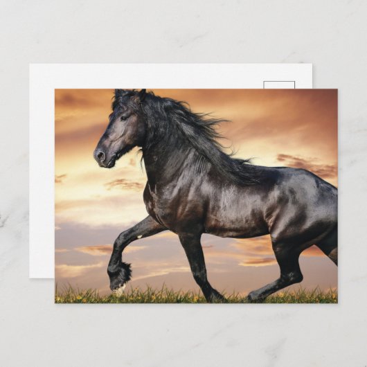 Schönes Schwarzes Pferd Postkarte (Vorne/Hinten)
