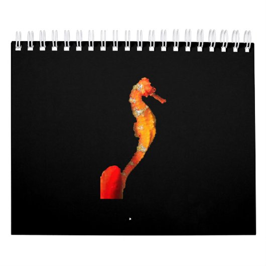 Schönes Seepferd vorne Kalender (Titelbild)