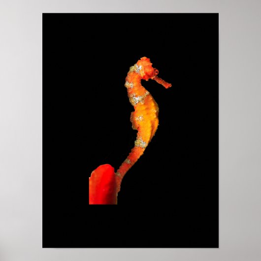 Schönes Seepferd vorne Poster (Vorne)