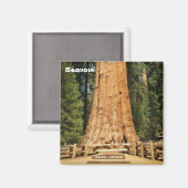 Schönes Sequoia Magnet! Magnet (Vorderseite/Rückseite)