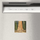 Schönes Sequoia Magnet! Magnet (In Situ (Geschirrspüler))