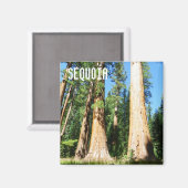 Schönes Sequoia Magnet! Magnet (Vorderseite/Rückseite)