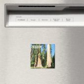 Schönes Sequoia Magnet! Magnet (In Situ (Geschirrspüler))