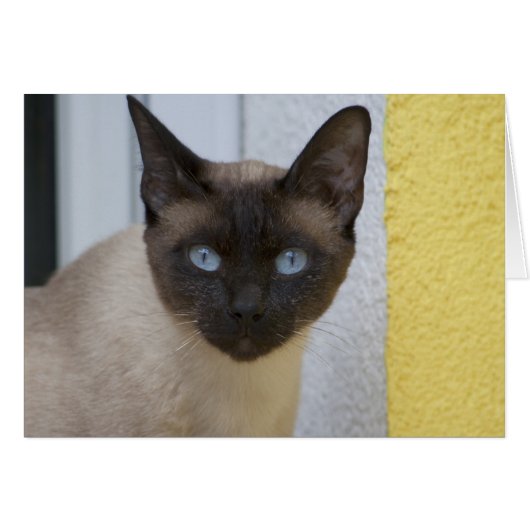 Schönes Siegel Point Siamese Katze (Vorderseite (Horizontal))