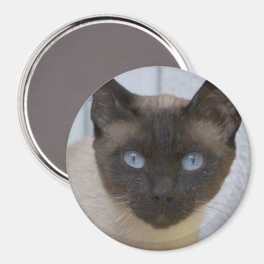 Schönes Siegel Point Siamese Katze Magnet (Vorderseite/Rückseite)