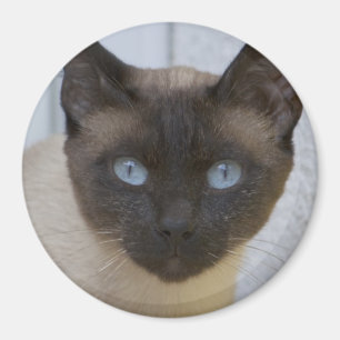 Schönes Siegel Point Siamese Katze Magnet