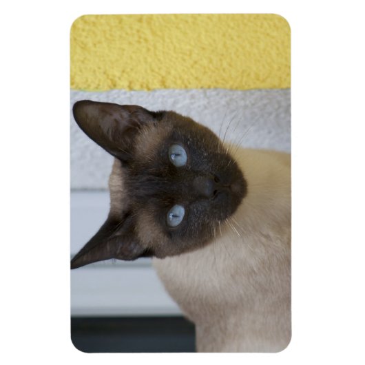 Schönes Siegel Point Siamese Katze Magnet (Vertikal)