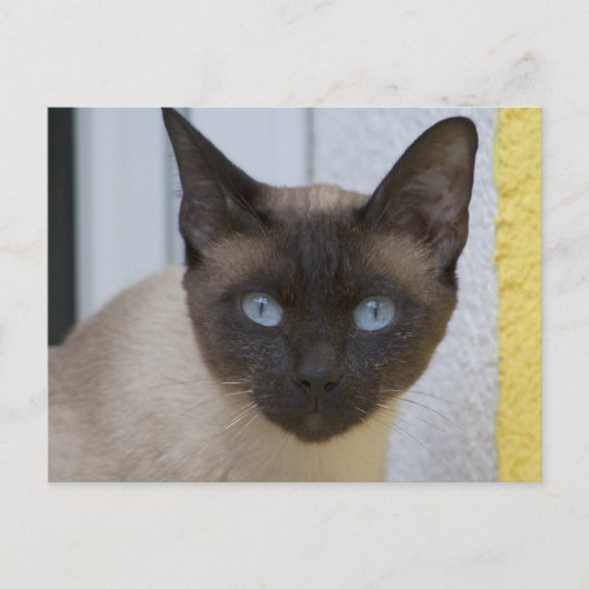Schönes Siegel Point Siamese Katze Postkarte (Vorderseite)