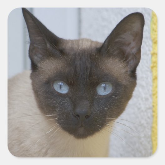 Schönes Siegel Point Siamese Katze Quadratischer Aufkleber (Vorderseite)
