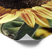 Schönes Sonnenblumenfoto Poster (Ecke)