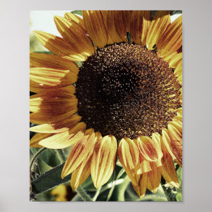 Schönes Sonnenblumenfoto Poster