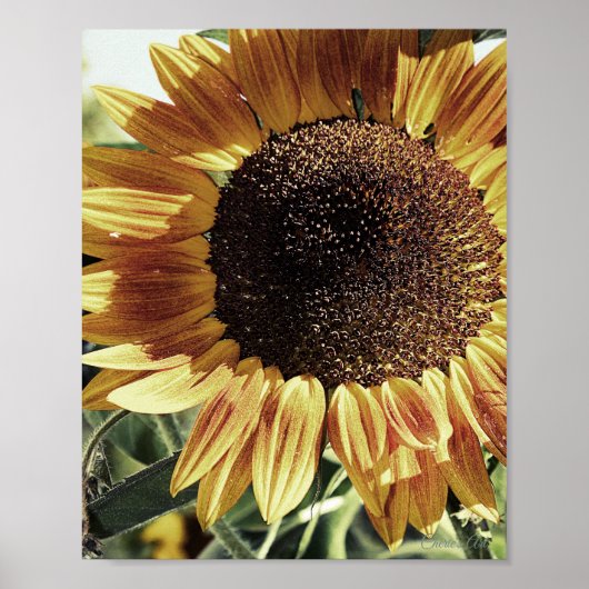 Schönes Sonnenblumenfoto Poster (Vorne)