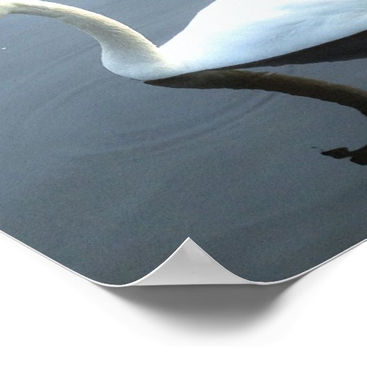 Schönes Swan Reflection Poster (Ecke)