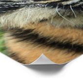 Schönes Tiger Foto Poster (Ecke)