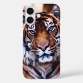 Schönes Tiger-Gesicht Tierwelt Case-Mate iPhone Hülle (Rückseite)