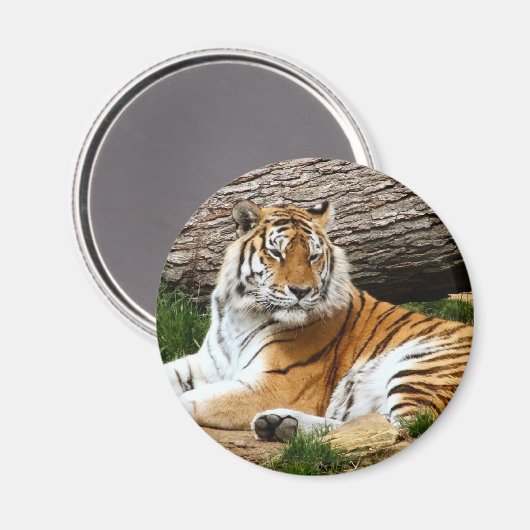 Schönes Tiger-Resting-Foto Magnet (Vorderseite/Rückseite)