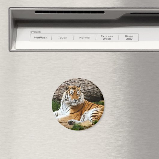 Schönes Tiger-Resting-Foto Magnet (In Situ (Geschirrspüler))
