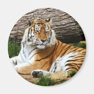 Schönes Tiger-Resting-Foto Magnet