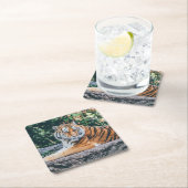 Schönes Tiger Untersetzer Set (Vor Ort)