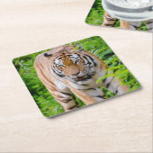 Schönes Tiger Untersetzer Set (angewinkelt)