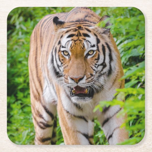 Schönes Tiger Untersetzer Set (Vorderseite)