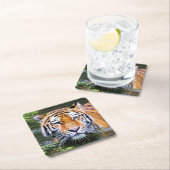 Schönes Tiger Untersetzer Set (Vor Ort)