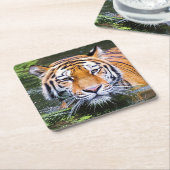 Schönes Tiger Untersetzer Set (angewinkelt)