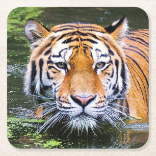 Schönes Tiger Untersetzer Set