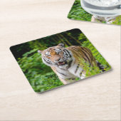 Schönes Tiger Untersetzer Set (angewinkelt)