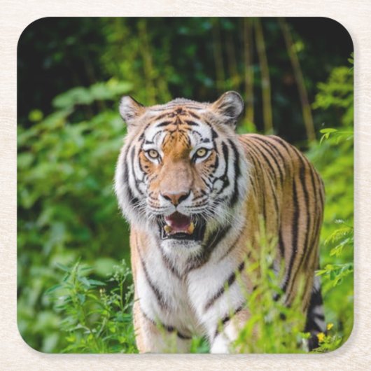 Schönes Tiger Untersetzer Set (Vorderseite)